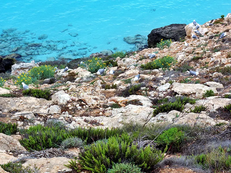 Coffee Talk – Lifestyle – Blog di attualità – L’agenzia Up and Down Viaggi di Este ci accompagna a scoprire le bellezze di Lampedusa – Le spiagge e le cale di Lampedusa: scrigni di tesori da proteggere